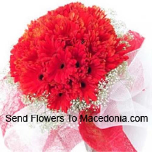 Cute 37 Red Gerberas